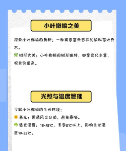 小叶榔榆的养殖方法,轻松上手,避开常见误区 小叶榔榆的养殖方法,轻松上手,避开常见误区