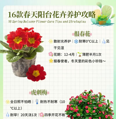 十大花卉,常见品种介绍,养护要点分享 十大花卉,常见品种介绍,养护要点分享