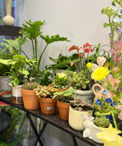 养花超市,选购植物好去处,新手也能轻松上手 养花超市,选购植物好去处,新手也能轻松上手