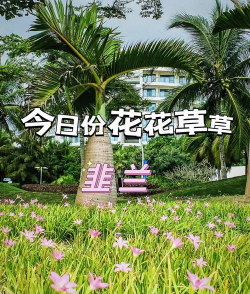 海南花卉,热带风情,家庭园艺新选择 海南花卉,热带风情,家庭园艺新选择