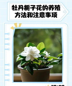 牡丹栀子花的养殖方法和注意事项,掌握关键技巧,轻松养出好状态 牡丹栀子花的养殖方法和注意事项,掌握关键技巧,轻松养出好状态