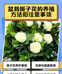 大叶栀子花的养殖方法和注意事项,新手入门指南,轻松养好它 大叶栀子花的养殖方法和注意事项,新手入门指南,轻松养好它