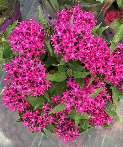 繁星花,轻松养出爆盆效果,新手也能快速上手 繁星花,轻松养出爆盆效果,新手也能快速上手