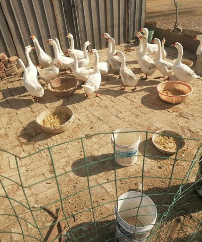 养殖大鹅,掌握关键技巧,实现稳定增收 养殖大鹅,掌握关键技巧,实现稳定增收