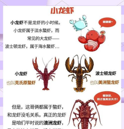 龙虾怎么养殖,掌握关键技巧,实现高效产出 龙虾怎么养殖,掌握关键技巧,实现高效产出