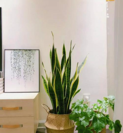 卧室养花,提升睡眠质量,净化室内空气 卧室养花,提升睡眠质量,净化室内空气