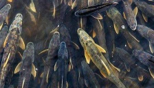 青海养殖,环境特殊,技术要点要记牢 青海养殖,环境特殊,技术要点要记牢