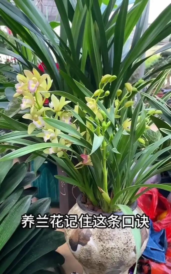兰花养殖方法,新手入门指南,轻松养出好状态 兰花养殖方法,新手入门指南,轻松养出好状态