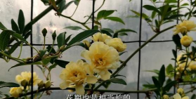 养花匠小齐视频,看什么内容,有什么特点 养花匠小齐视频,看什么内容,有什么特点