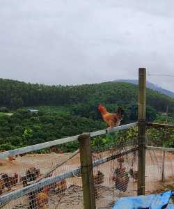广西养殖场,如何选址,怎样管理 广西养殖场,如何选址,怎样管理
