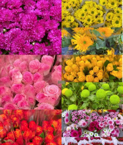 花卉博览会,精彩看点,游玩指南 花卉博览会,精彩看点,游玩指南