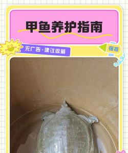 甲鱼怎么养殖,掌握关键技巧,实现高效产出 甲鱼怎么养殖,掌握关键技巧,实现高效产出