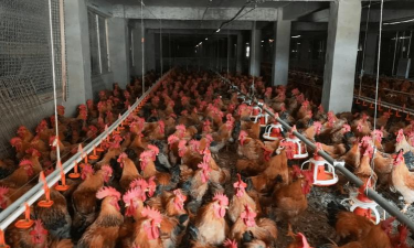 贵州养殖场,选址很关键,管理要跟上 贵州养殖场,选址很关键,管理要跟上