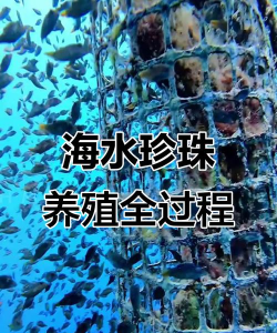 珍珠的养殖,掌握核心方法,轻松收获美丽 珍珠的养殖,掌握核心方法,轻松收获美丽