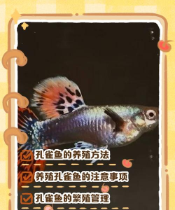 孔雀的养殖,掌握关键技巧,轻松实现增收 孔雀的养殖,掌握关键技巧,轻松实现增收