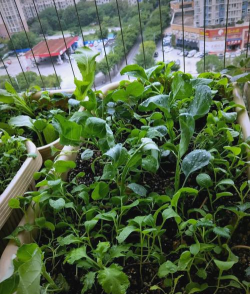 养花蚯蚓,改善土壤结构,促进植物生长 养花蚯蚓,改善土壤结构,促进植物生长