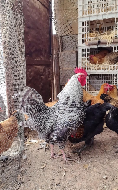 芦花鸡养殖,掌握关键技巧,轻松提高产量 芦花鸡养殖,掌握关键技巧,轻松提高产量