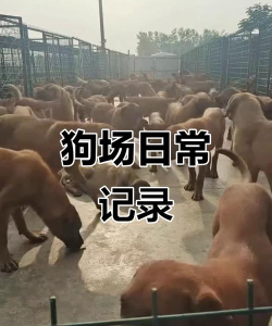 肉狗养殖基地,选址很关键,管理要跟上 肉狗养殖基地,选址很关键,管理要跟上
