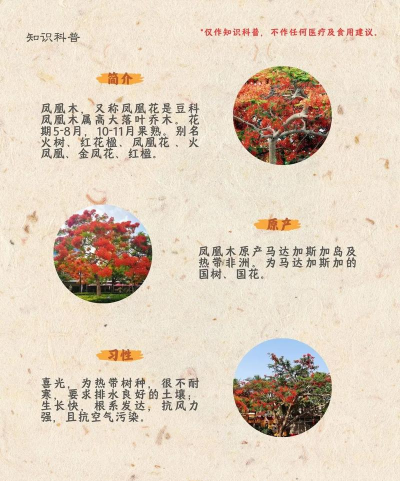 凤凰花卉,养护要点,新手也能轻松上手 凤凰花卉,养护要点,新手也能轻松上手