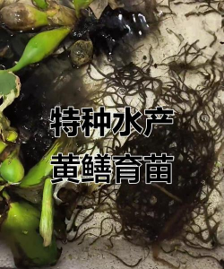 养殖黄鳝技术,掌握关键要点,实现高效产出 养殖黄鳝技术,掌握关键要点,实现高效产出