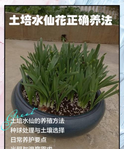 养花的土怎么消毒,常见方法对比,选择建议 养花的土怎么消毒,常见方法对比,选择建议