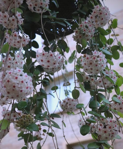 球兰养殖,轻松上手,花开满枝 球兰养殖,轻松上手,花开满枝