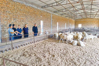 羊的养殖场,选址很关键,管理要跟上 羊的养殖场,选址很关键,管理要跟上