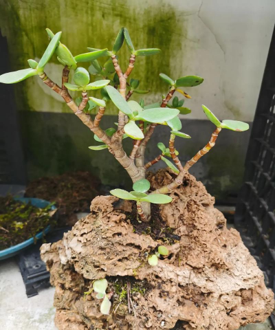 养花石头,选对种类,提升植物生长 养花石头,选对种类,提升植物生长