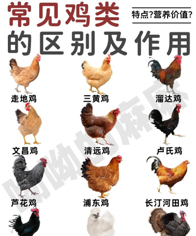 本地鸡养殖,选对品种,掌握技巧 本地鸡养殖,选对品种,掌握技巧