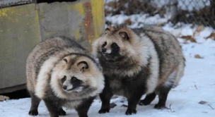 貉子养殖,掌握关键技巧,实现高效收益 貉子养殖,掌握关键技巧,实现高效收益