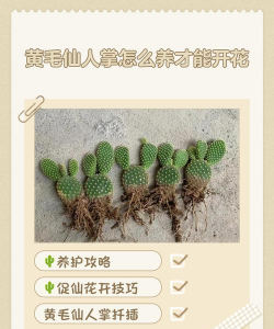 仙人掌的养殖,轻松上手,避开常见误区 仙人掌的养殖,轻松上手,避开常见误区