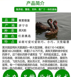 黑天鹅养殖基地,选址很关键,日常管理要细心 黑天鹅养殖基地,选址很关键,日常管理要细心
