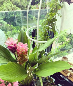 厦门花卉,选购技巧,养护要点 厦门花卉,选购技巧,养护要点