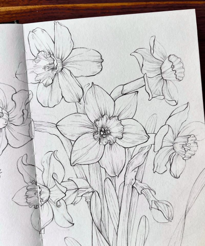 花卉速写图片,捕捉瞬间灵感,提升绘画技巧 花卉速写图片,捕捉瞬间灵感,提升绘画技巧