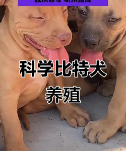 比特犬养殖场,专业繁育技巧,健康管理要点 比特犬养殖场,专业繁育技巧,健康管理要点