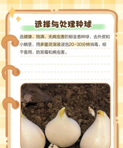 郁金香怎么养殖,选对种球,掌握浇水技巧 郁金香怎么养殖,选对种球,掌握浇水技巧