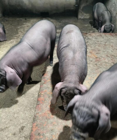 太湖猪养殖,掌握关键技巧,提升养殖效益 太湖猪养殖,掌握关键技巧,提升养殖效益