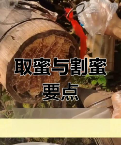 土蜂养殖技术,新手入门指南,常见问题解答 土蜂养殖技术,新手入门指南,常见问题解答