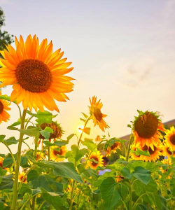 向日葵,轻松种植,花开灿烂 向日葵,轻松种植,花开灿烂
