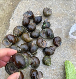 石螺养殖基地,选址很关键,管理要跟上 石螺养殖基地,选址很关键,管理要跟上