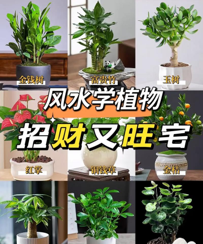 家庭养花的风水,提升家居氛围,带来和谐能量 家庭养花的风水,提升家居氛围,带来和谐能量