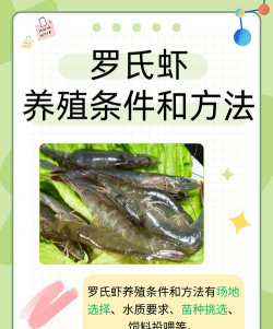 罗氏虾养殖方法,掌握关键技巧,实现高效养殖 罗氏虾养殖方法,掌握关键技巧,实现高效养殖