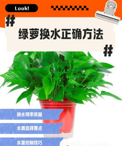 纯净水能养花吗,了解水质影响,掌握正确方法 纯净水能养花吗,了解水质影响,掌握正确方法