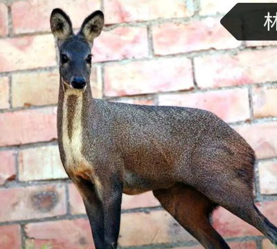 林麝养殖视频,养殖技巧分享,新手入门指南 林麝养殖视频,养殖技巧分享,新手入门指南