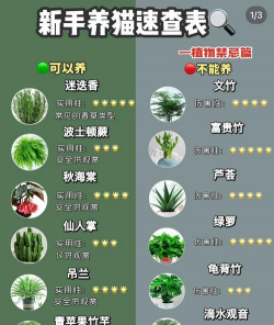 家中养花风水禁忌,常见误区解析,实用避坑指南 家中养花风水禁忌,常见误区解析,实用避坑指南