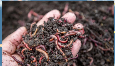 蚯蚓养殖加盟,投资成本低,市场前景好 蚯蚓养殖加盟,投资成本低,市场前景好