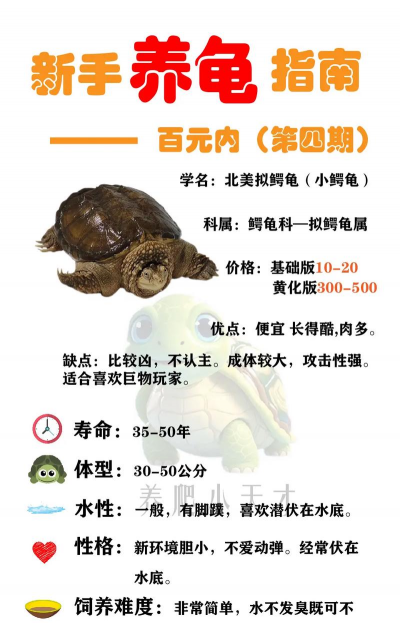 鳄鱼龟养殖视频,新手入门指南,常见问题解答 鳄鱼龟养殖视频,新手入门指南,常见问题解答