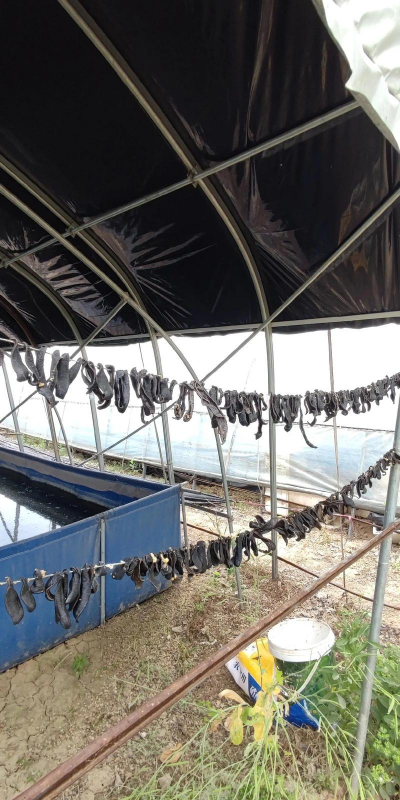 怎样养殖水蛭,掌握核心要点,实现稳定收益 怎样养殖水蛭,掌握核心要点,实现稳定收益