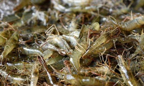 河虾怎么养殖,掌握关键步骤,实现稳定收益 河虾怎么养殖,掌握关键步骤,实现稳定收益