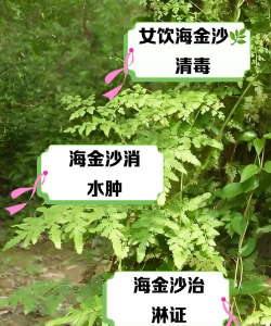 海沙能养花吗,了解关键因素,避免常见误区 海沙能养花吗,了解关键因素,避免常见误区